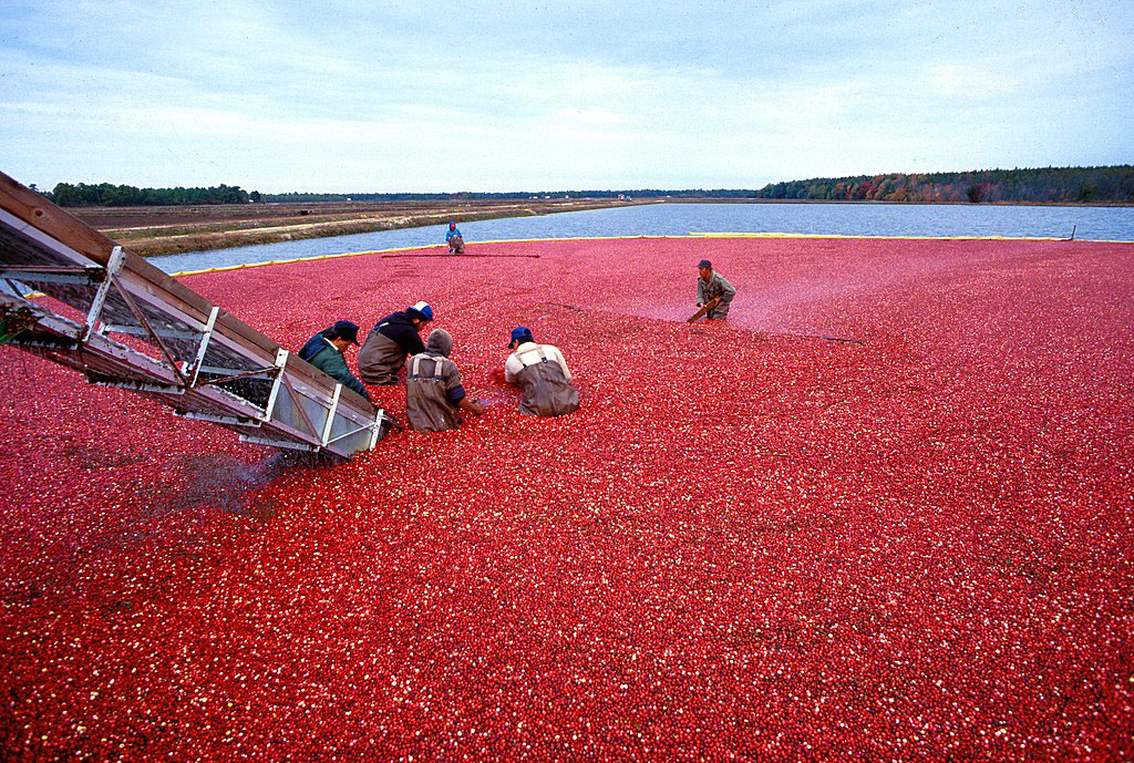 Cranberry harvest in New Jersey. Source: Agricultural Research Service