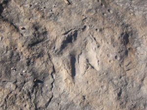 A dinosaur footprint is preserved along the Connecticut River in Holyoke, Massachusetts.
